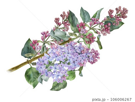 Branch of pink lilac. Watercolor botanical illustration. Hand drawn clipart isolated on a white background. Inflorescence of a shrub. Spring flowers. For prints on clothing and home textiles 106006267