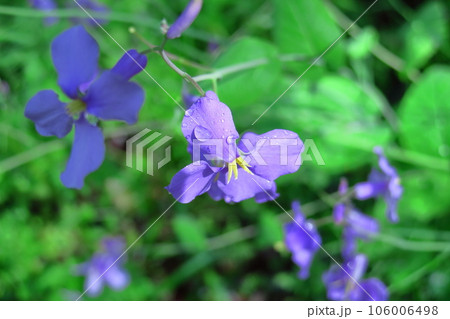 野原一面紫色の花畑 106006498
