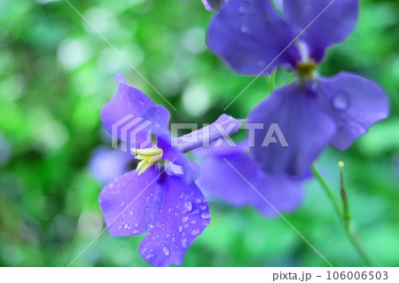 野原一面紫色の花畑 106006503