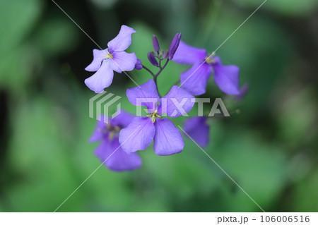 野原一面紫色の花畑 106006516