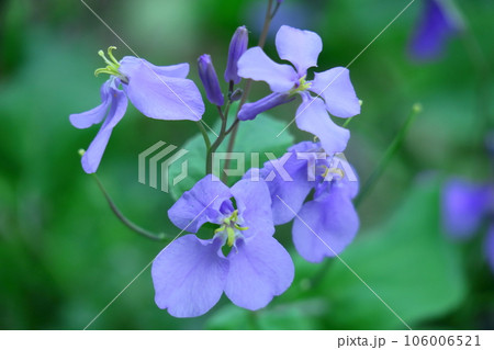 野原一面紫色の花畑 106006521