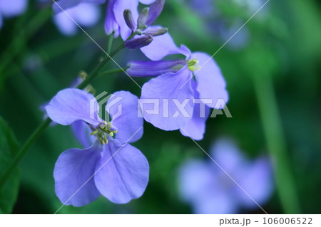 野原一面紫色の花畑 106006522