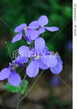 野原一面紫色の花畑 106006626