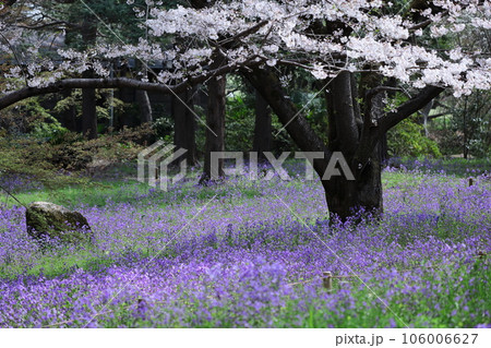 野原一面紫色の花畑 野原一面紫色の花畑 106006627
