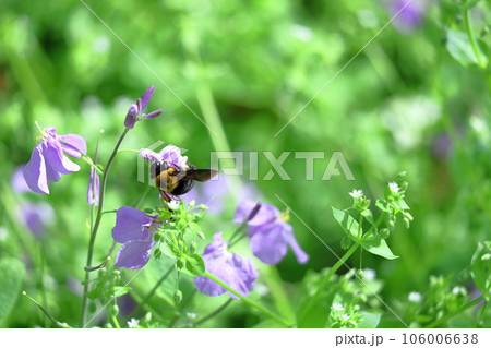 野原一面紫色の花畑 106006638