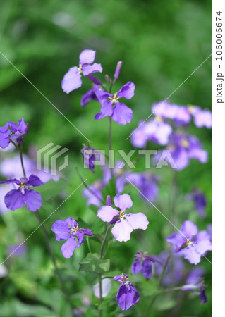 野原一面紫色の花畑 106006674