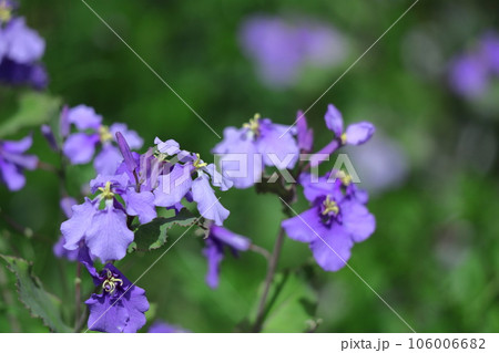 野原一面紫色の花畑 野原一面紫色の花畑 106006682
