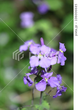 野原一面紫色の花畑 106006685