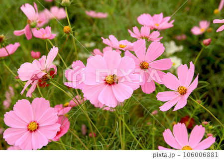 ピンクのコスモスとミツバチ ピンクのコスモスとミツバチ 106006881