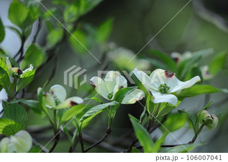 アメリカからの贈り物 106007041