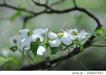 アメリカからの贈り物 アメリカからの贈り物 106007042