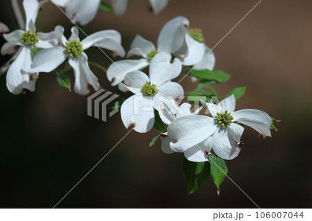 アメリカからの贈り物 106007044