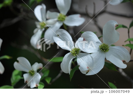 アメリカからの贈り物 アメリカからの贈り物 106007049