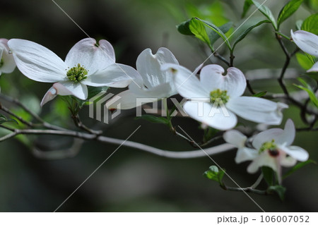 アメリカからの贈り物 アメリカからの贈り物 106007052
