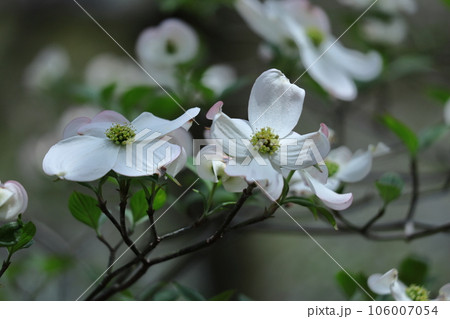 アメリカからの贈り物 アメリカからの贈り物 106007054