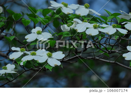 アメリカからの贈り物 106007174