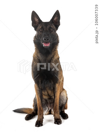malinois in studio 106007339