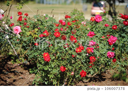 荒尾市 おもやい市民花壇 バラの花、 荒尾市 おもやい市民花壇 バラの花、 106007378