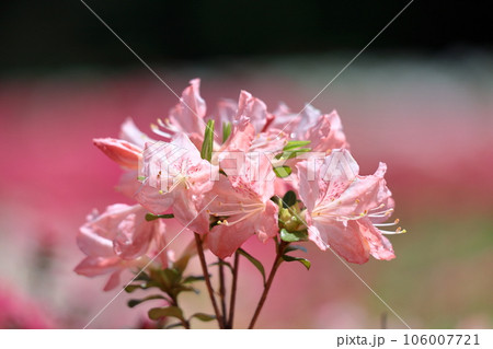 咲き誇る情熱の花 106007721