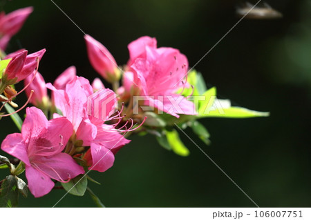 咲き誇る情熱の花 106007751