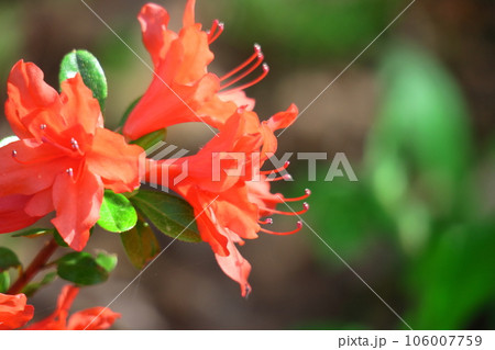 咲き誇る情熱の花 咲き誇る情熱の花 106007759