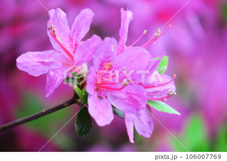 咲き誇る情熱の花 咲き誇る情熱の花 106007769