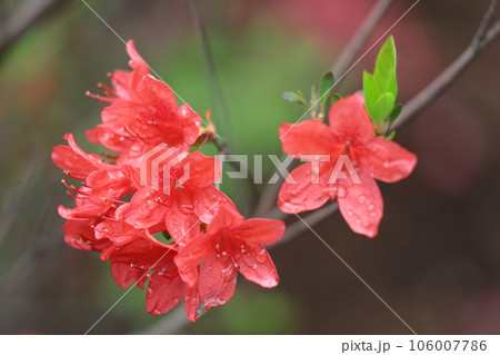 咲き誇る情熱の花 106007786