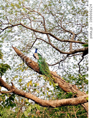indian peafowl (Pavo cristatus), also known as the common peafow indian peafowl (Pavo cristatus), also known as the common peafow 106008224