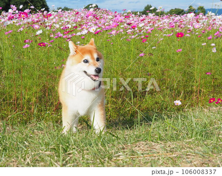 柴犬とコスモス 106008337