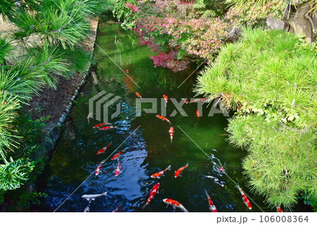香川　香川県　秋　四国　栗林公園 106008364