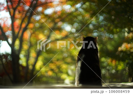 日本庭園の紅葉を眺めるキジ猫 日本庭園の紅葉を眺めるキジ猫 106008459