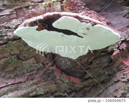 阿蘇の山奥に自生していたサルノコシカケ 阿蘇の山奥に自生していたサルノコシカケ 106008675