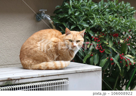 室外機の上のトラ猫 106008922