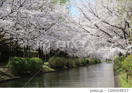桜の花道 106009657