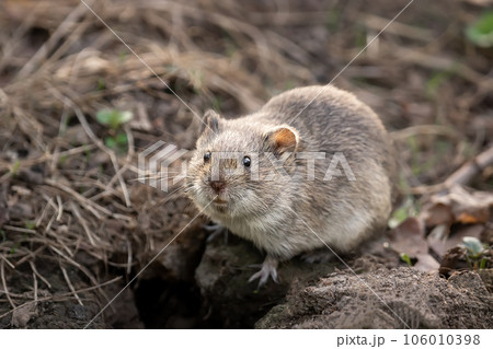 Cute pest field mouse or vole is hiding in grass near pile of old logs with lichen. 106010398