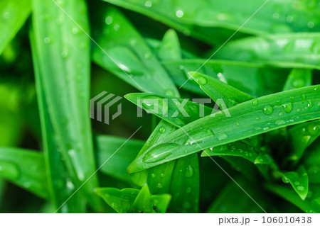 Nature zoomed in. Leaf and water drops. Nature zoomed in. Leaf and water drops. 106010438