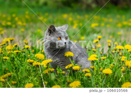 British cat walks on green grass. 106010566