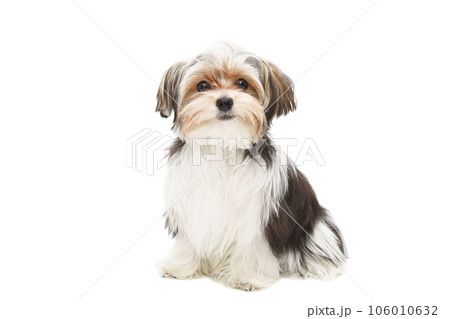 Puppy Maltese lapdog isolated on white background. 106010632