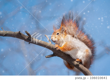 Red squirrel sitting on a tree branch in winter forest and nibbling seeds on snow covered trees background.. Red squirrel sitting on a tree branch in winter forest and nibbling seeds on snow covered trees background.. 106010641