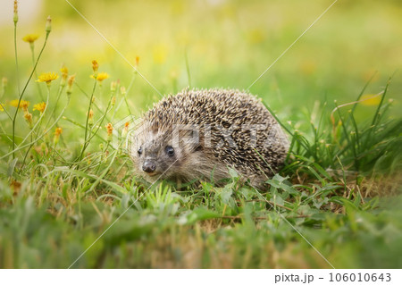 hedgehog on the grass.. 106010643