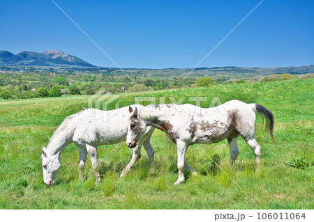 【ひるぜん高原 (ひるぜんジャージーランド)】 岡山県真庭市蒜山中福田 106011064