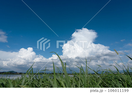 伊庭内湖の夏の情景 伊庭内湖の夏の情景 106011199