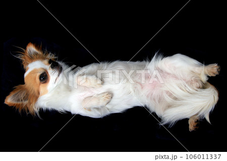 portrait of small smart chihuahua 106011337