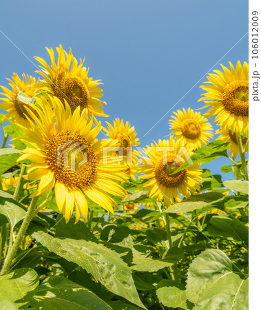 千葉県銚子市　満願寺の満開のひまわり 106012009