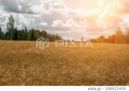 A fantastic field of crops at sunset. Latvia, Europe. Ecological agriculture, grain export. A fantastic field of crops at sunset. Latvia, Europe. Ecological agriculture, grain export. 106012430