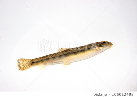 玉網を使い小石底の渓流で捕った 106012498