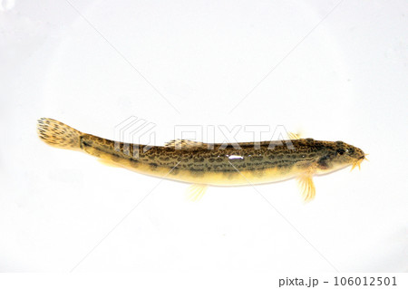 玉網を使い小石底の渓流で捕った 106012501