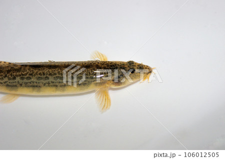 玉網を使い小石底の渓流で捕った 玉網を使い小石底の渓流で捕った 106012505