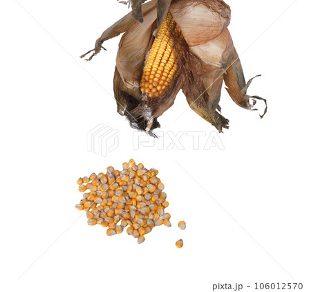 cob with some corn seeds 106012570
