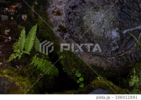 苔の生えた岩 106012891